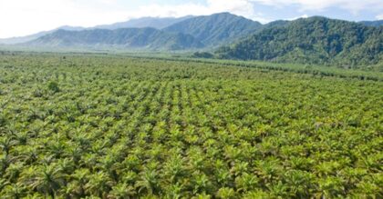 khawatirkan-kerusakan-hutan-dan-konflik-agraria,-masyarakat-adat-tolak-wacana-lumbung-pangan-energi-di-papua
