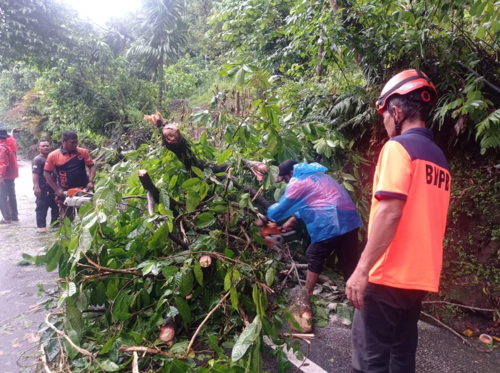 bpbd-padang-evakuasi-pohon-tumbang-di-jalur-padang-painan