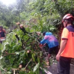 bpbd-padang-evakuasi-pohon-tumbang-di-jalur-padang-painan