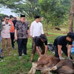 bank-nagari-salurkan-puluhan-hewan-kurban-bagi-masyarakat-sumbar