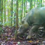 badak-kalimantan-terakhir-di-alam-liar-segera-dievakuasi