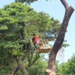 prioritas-keselamatan-warga,-dlh-padang-intensifkan-pemangkasan-pohon