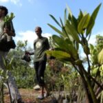 Pemandangan hutan tropis hijau yang rimbun sebagai simbol pelestarian lingkungan di Indonesia.