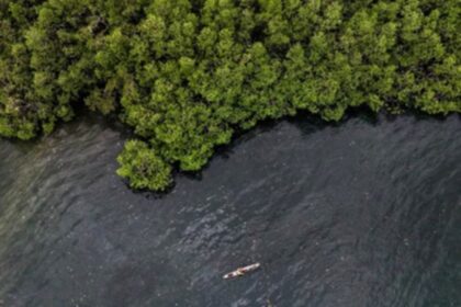 Jajaran bibit mangrove yang ditanam BNI untuk menjaga ekosistem pesisir