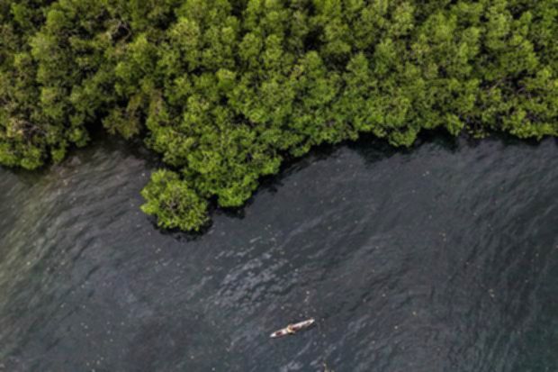 Jajaran bibit mangrove yang ditanam BNI untuk menjaga ekosistem pesisir