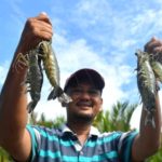 Tumpukan udang segar hasil budidaya untuk kebutuhan ekspor dari Kalimantan Timur