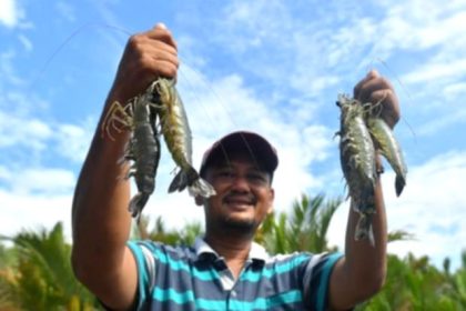 Tumpukan udang segar hasil budidaya untuk kebutuhan ekspor dari Kalimantan Timur