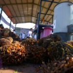 Hamparan perkebunan kelapa sawit yang terdampak fenomena cuaca El Nino