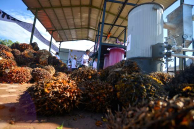 Hamparan perkebunan kelapa sawit yang terdampak fenomena cuaca El Nino