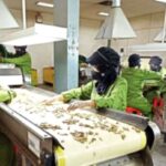 Papan nama PT Industri Jamu dan Farmasi Sido Muncul Tbk di area pabrik