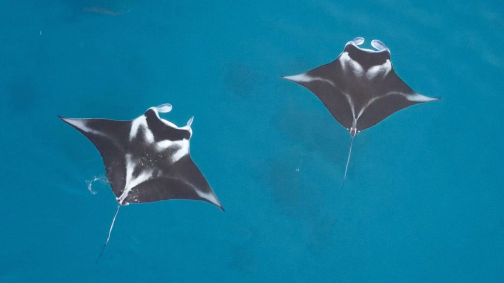 Jaga pari manta, Konservasi Indonesia siapkan manta impact bond pertama di dunia