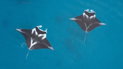 Jaga pari manta, Konservasi Indonesia siapkan manta impact bond pertama di dunia