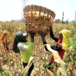 Pegiat lingkungan ingatkan biofuel terbatas, lebih tepat untuk pesawat dan kapal