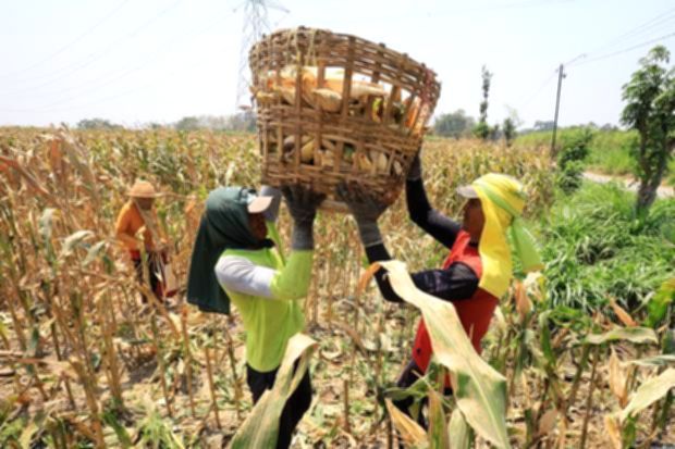 Pegiat lingkungan ingatkan biofuel terbatas, lebih tepat untuk pesawat dan kapal
