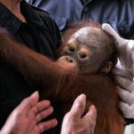 Seekor orangutan di kawasan konservasi Mawas, Kalimantan Tengah, yang terpapar asap kebakaran hutan.
