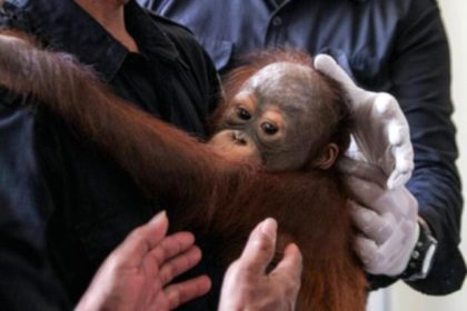 Seekor orangutan di kawasan konservasi Mawas, Kalimantan Tengah, yang terpapar asap kebakaran hutan.