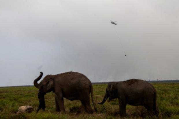 Gajah Sumatra di kawasan Suaka Margasatwa Padang Sugihan yang terdampak kebakaran hutan.