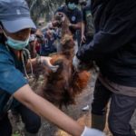 Hutan Kalimantan yang diselimuti kabut asap akibat kebakaran lahan yang mengancam habitat orangutan.