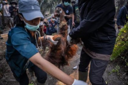 Hutan Kalimantan yang diselimuti kabut asap akibat kebakaran lahan yang mengancam habitat orangutan.