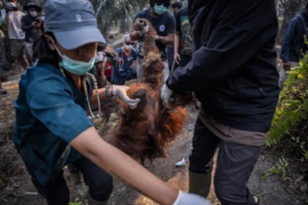 Hutan Kalimantan yang diselimuti kabut asap akibat kebakaran lahan yang mengancam habitat orangutan.