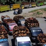 Tumpukan buah kelapa sawit segar di perkebunan untuk produksi minyak sawit mentah CPO