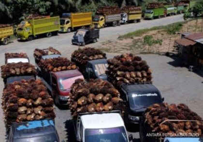 Tumpukan buah kelapa sawit segar di perkebunan untuk produksi minyak sawit mentah CPO