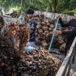Kemendag tetapkan harga referensi CPO US$ 1.042,15 per metrik ton pada Oktober
