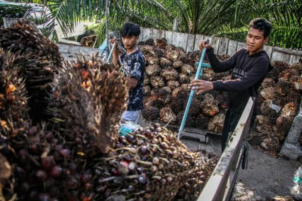 Kemendag tetapkan harga referensi CPO US$ 1.042,15 per metrik ton pada Oktober