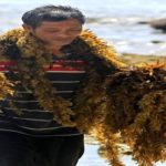 BRIN ulik manfaat rumput laut cokelat jadi sabun ramah lingkungan