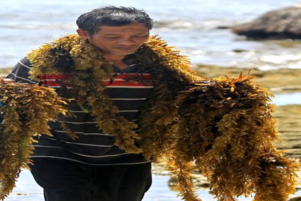 BRIN ulik manfaat rumput laut cokelat jadi sabun ramah lingkungan